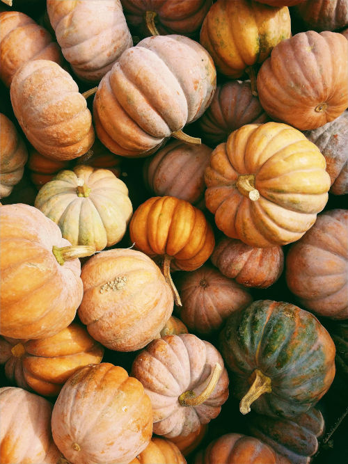 An assortment of pumpkins